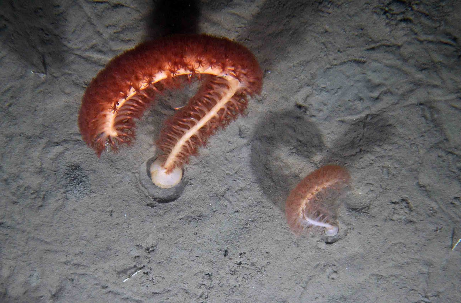 Представитель Семейства Anthoptilidae